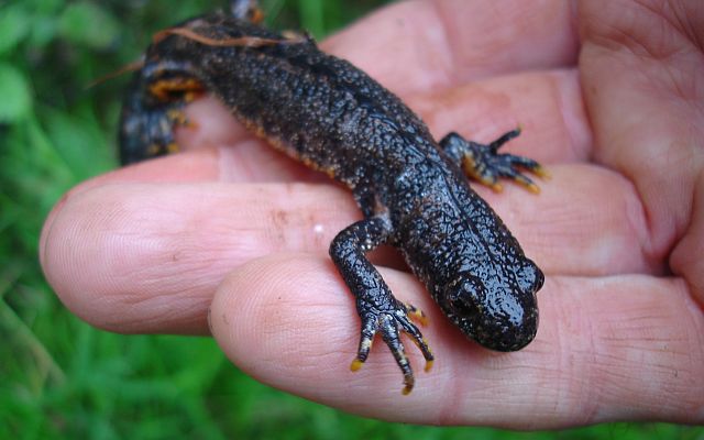 Great crested newt